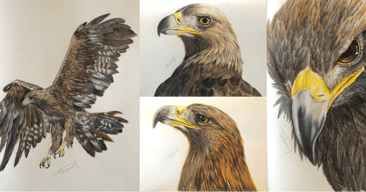 私が描いたタゲリの絵 私が描いたタゲリの絵 私が描いたタゲリの絵 私が描いたタゲリの絵