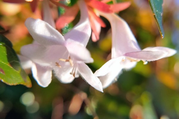 アベリアの花言葉強運 の新着タグ記事一覧 Note つくる つながる とどける アベリアの花言葉強運 の新着タグ記事一覧 Note つくる つながる とどける
