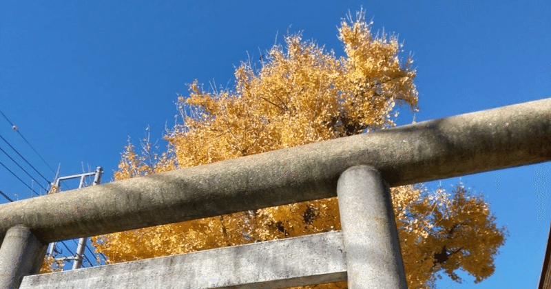 焼け残った大銀杏