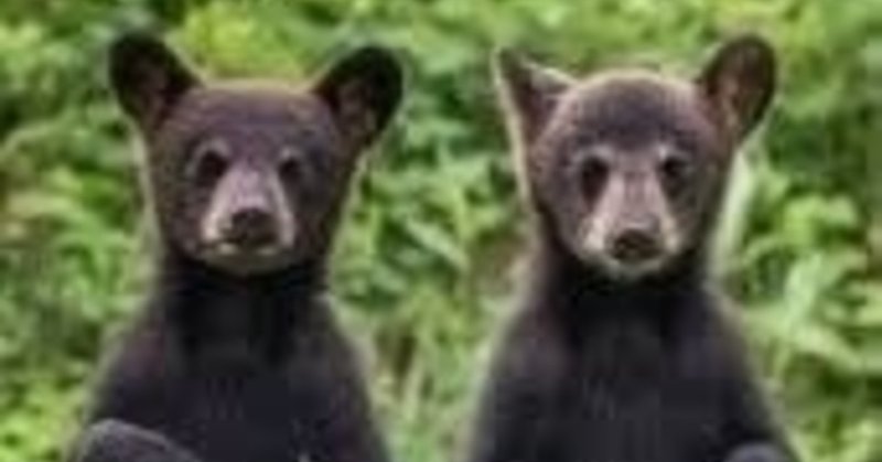 こぐまかわいいねぇ Papanda3 Note