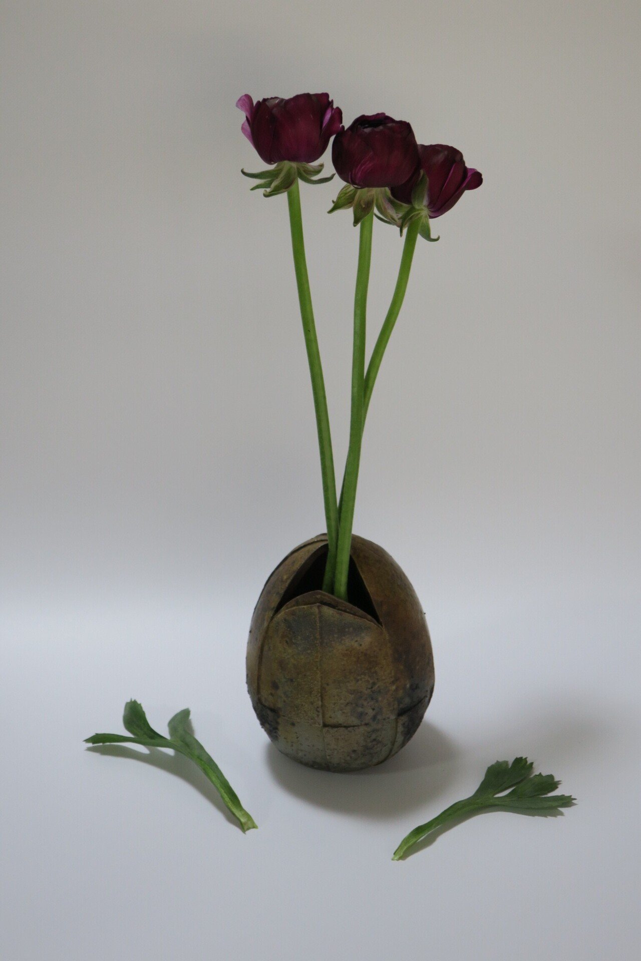 花びらに光沢がある濃い花 ラナンキュラスはラテン語 で カエル の意味です 葉がカエルの手に似ているのと水辺を好むからだそうです 倉敷 アトリエトネリコさんより カエルつながりで カエルに似た 谷吉孝之 塚本芳久 Note