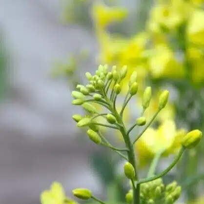 紅茶と蜂蜜
