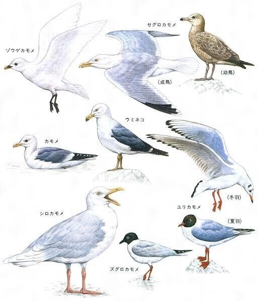 第1884回 海鳥のイメージ｜翆野 大地 