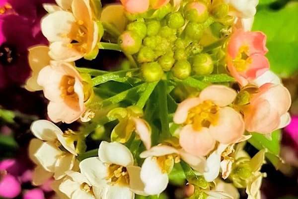 アリッサムの別名庭なずな庭薺花言葉は美しさを超えた価値素直 の新着タグ記事一覧 Note つくる つながる とどける アリッサムの別名庭なずな庭薺花言葉は美しさを超えた価値素直 の新着タグ記事一覧 Note つくる つながる とどける