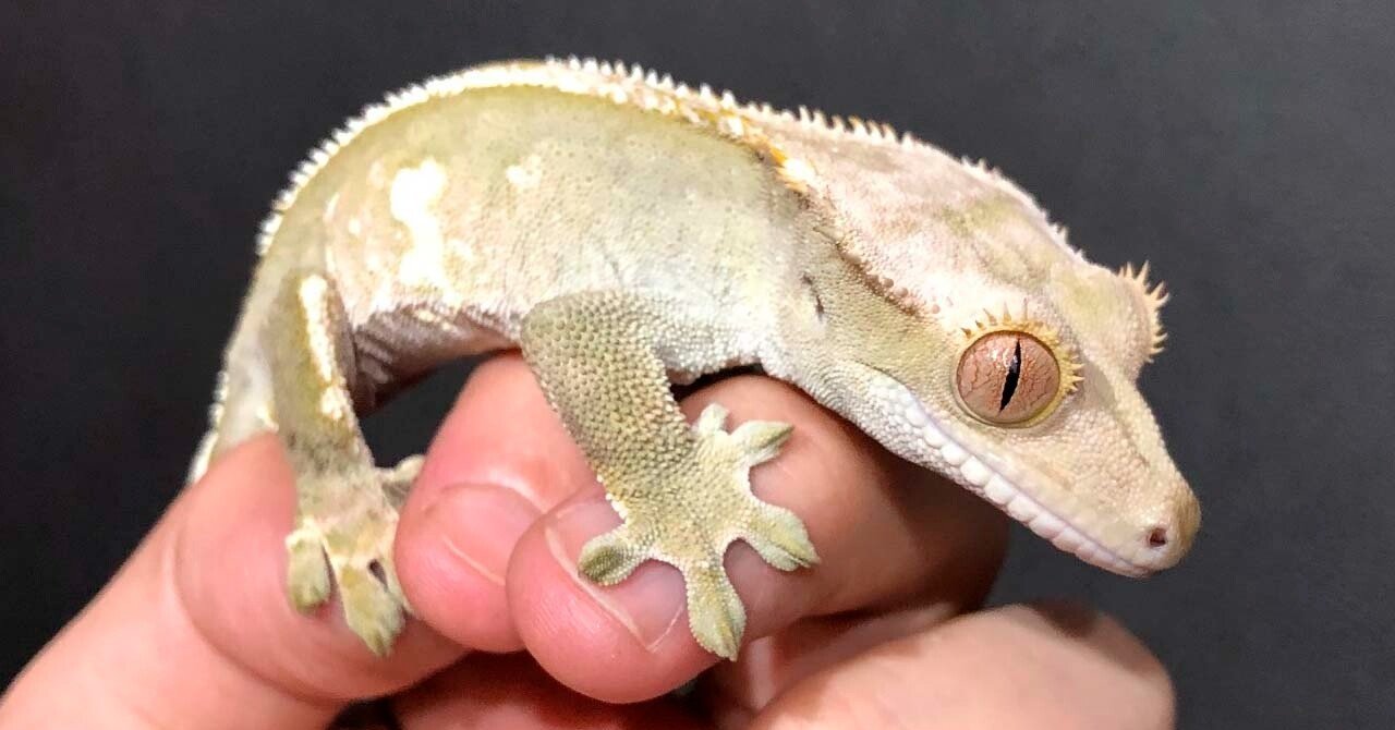 あなたの知らないトカゲ ヤモリの世界 Norano Note