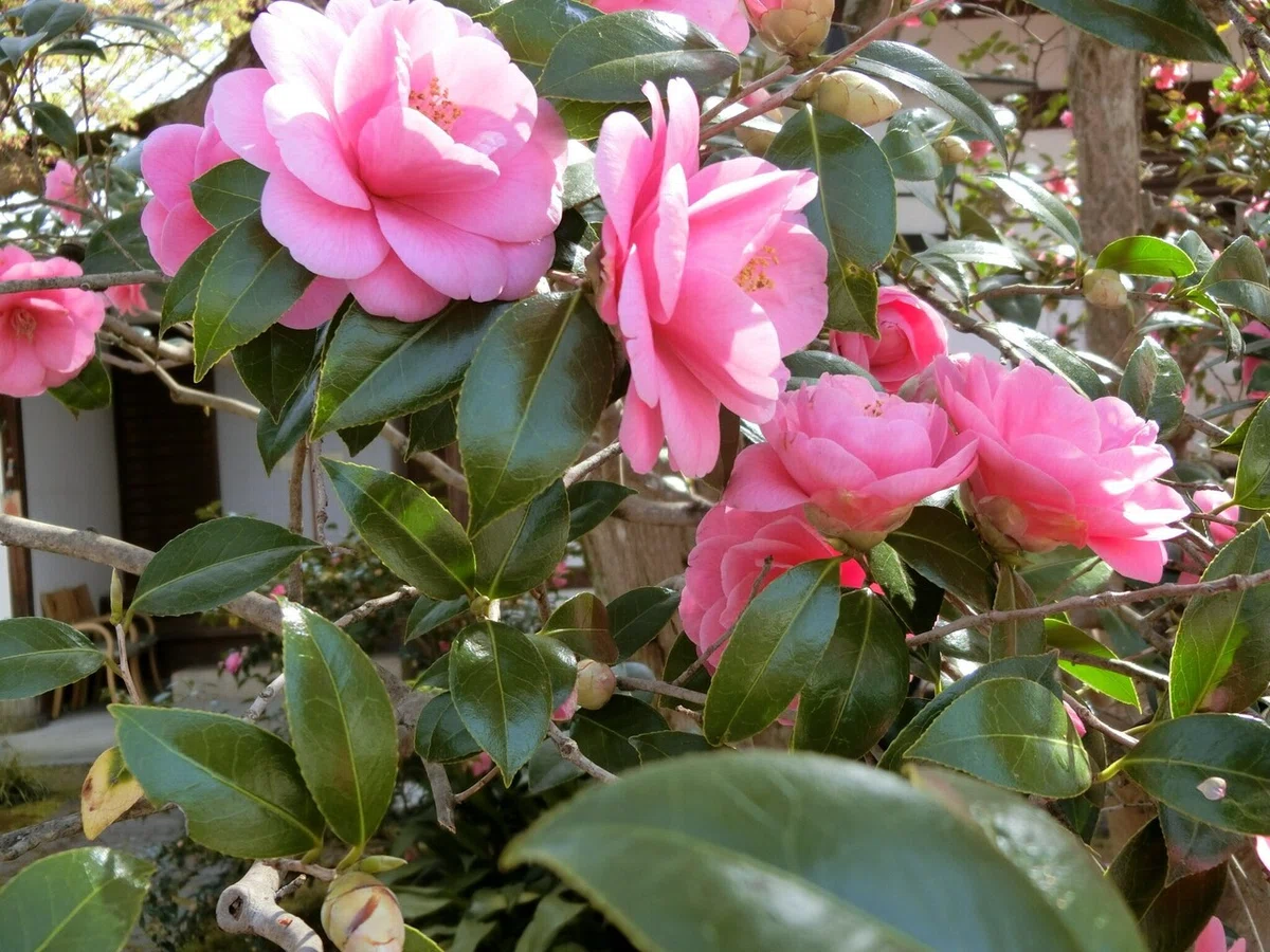 画像8