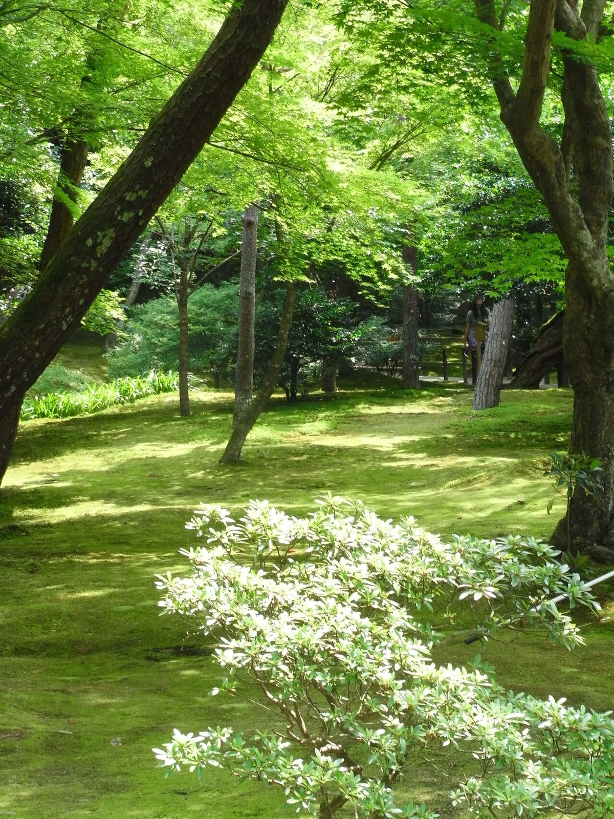 画像14