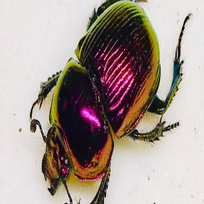 新潟昆虫初採集記001】新潟でオオセンチコガネを初採集する！｜ガタ昆