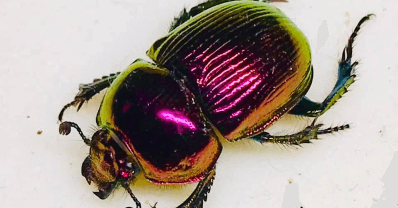 新潟昆虫初採集記001】新潟でオオセンチコガネを初採集する！｜ガタ昆