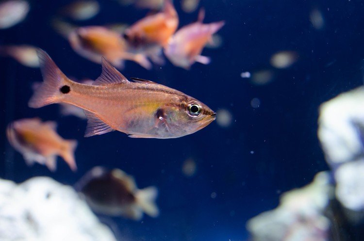 サンシャイン水族館。リニューアル後はじめて行きました。この子きれいだったけど名前を覚えていない。。。