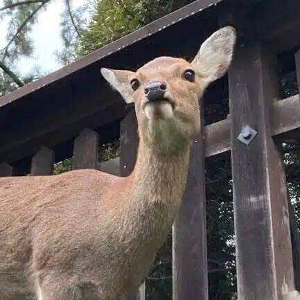 鹿野がんこの「鹿が好き」