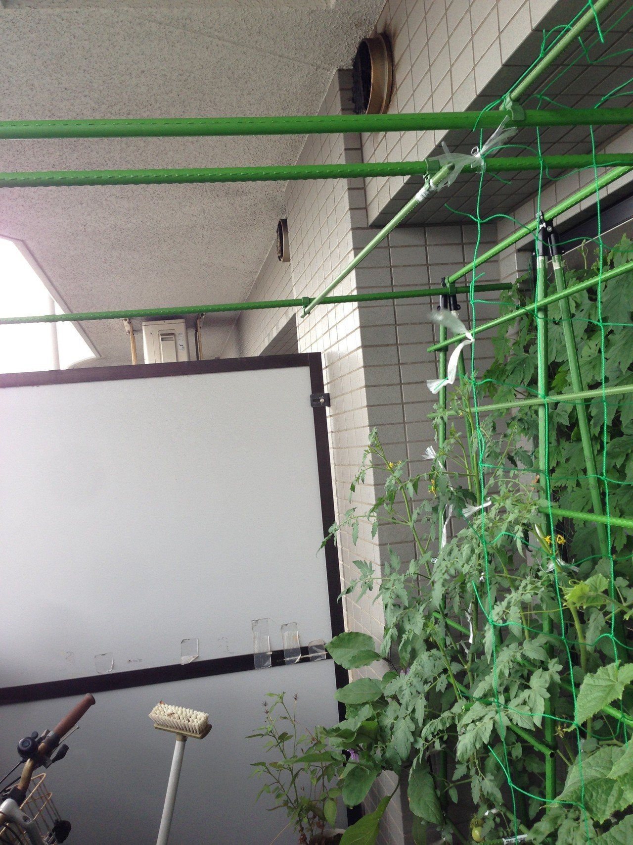 水耕栽培道具14 08 10 水耕栽培の特徴である天井トマトをやりたくて支柱 を追加 マンションだから人が通れるようにしないと駄目だから面倒 ｰｰ マンションのベランダでも ここまで出来る Dss Note
