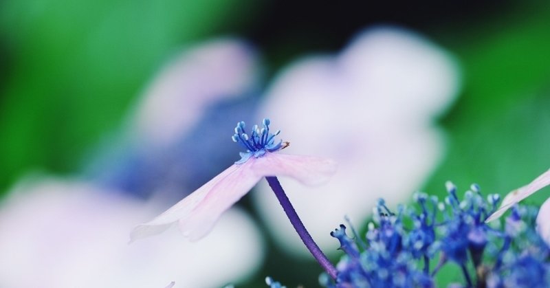 ひなたに咲く紫色の花と本土寺と北千住 安永 明日香 Note