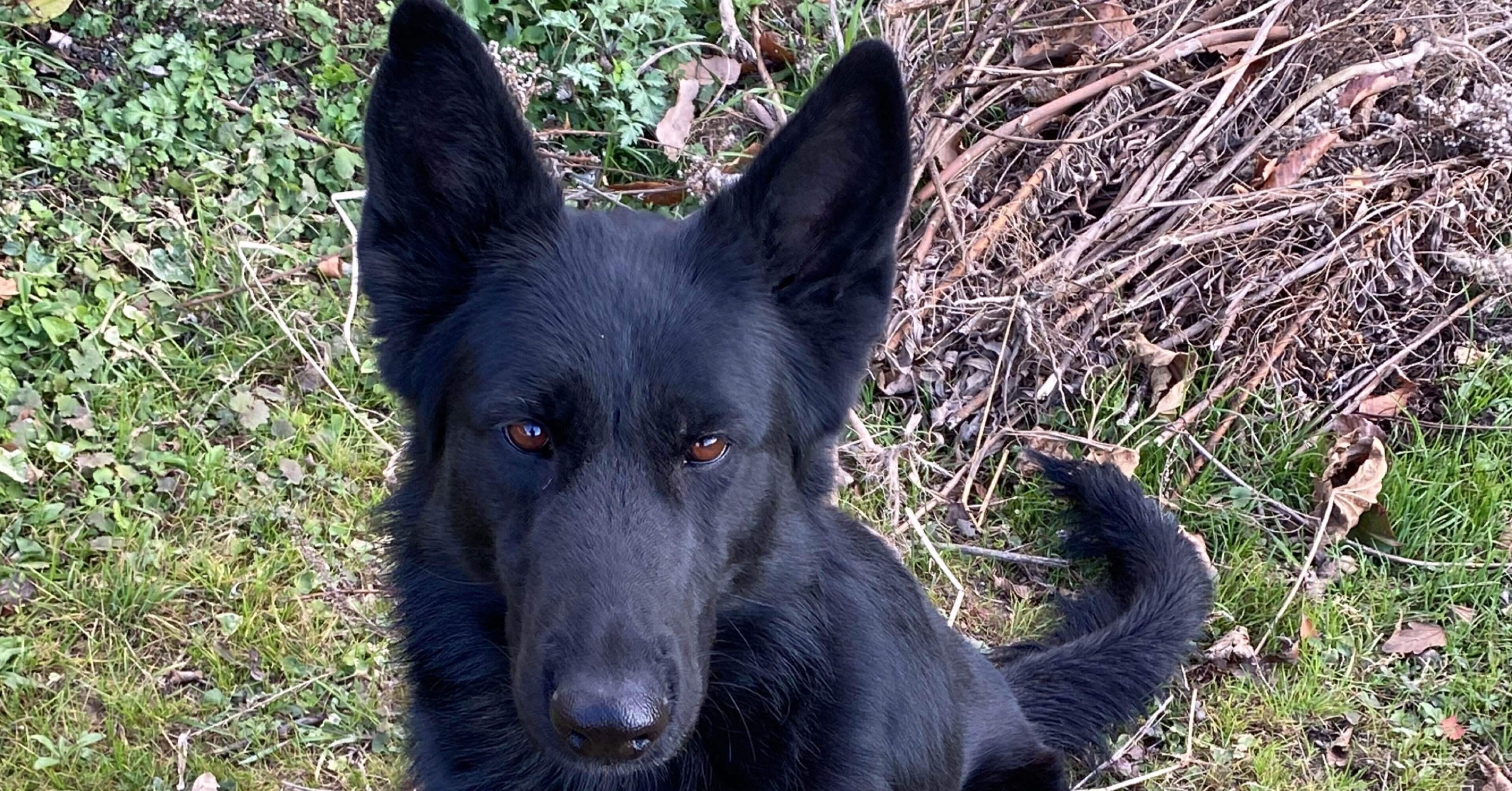 リサラーソン　ジャーマンシェパードブラック オールブラックのジャーマン・シェパード・ドッグ【ロングちゃん