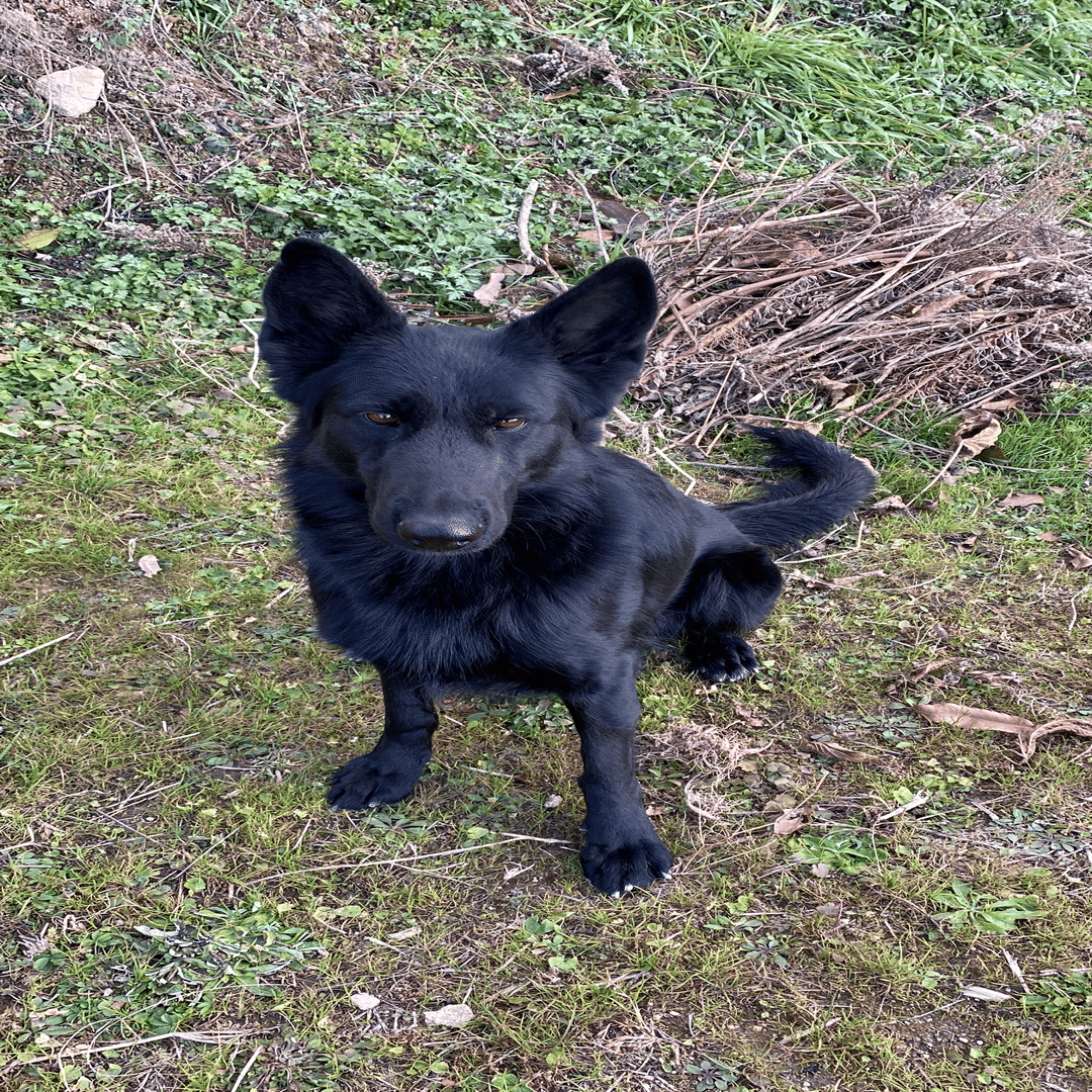 オールブラックのジャーマン・シェパード・ドッグ【ロングちゃん