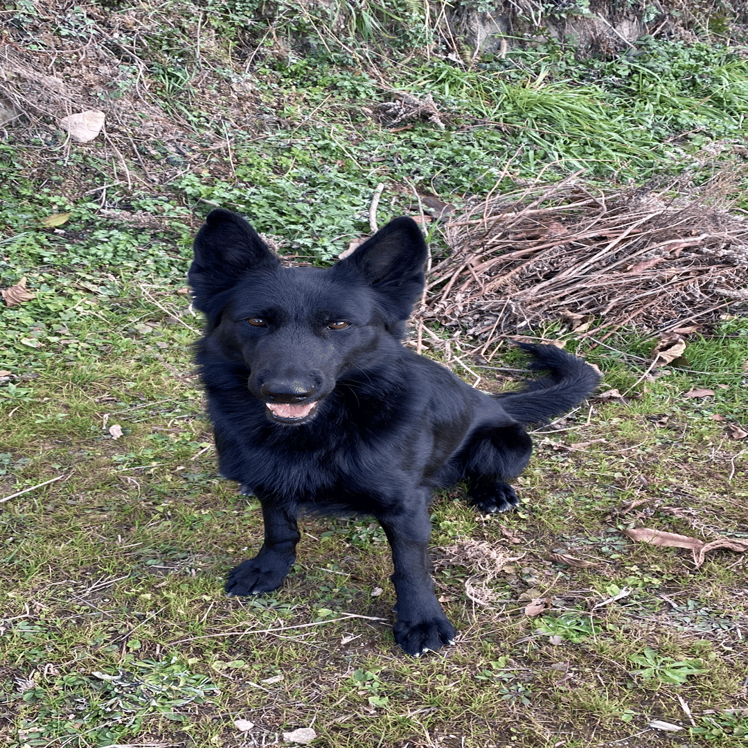 オールブラックのジャーマン・シェパード・ドッグ【ロングちゃん