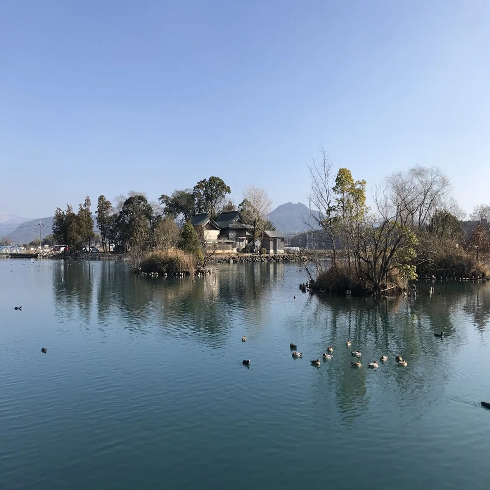 冬の風物詩🦆水鳥たちが集う浮島神社｜Desert Rose