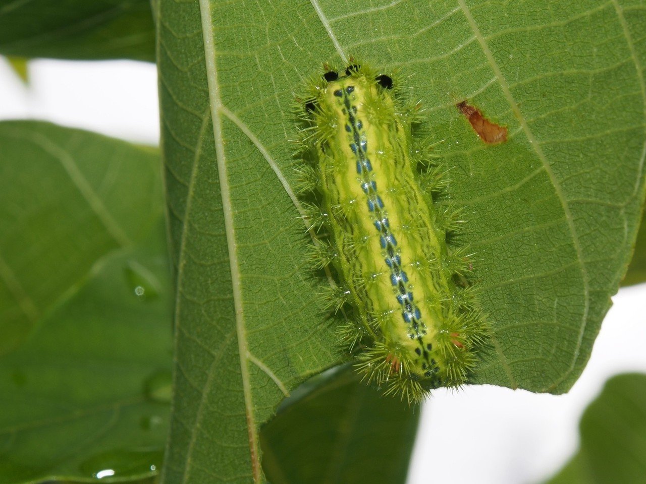 今年の自由研究はこれで決まり 連載 東京いきもの散歩 川上洋一 Hayakawa Books Magazines B 今年の自由研究はこれで決まり 連載 東京いきもの散歩 川上洋一 Hayakawa Books Magazines B