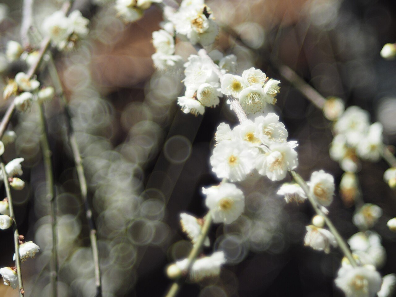 Fujinonレンズで Bubble-Bokeh写真を撮る！｜torikago