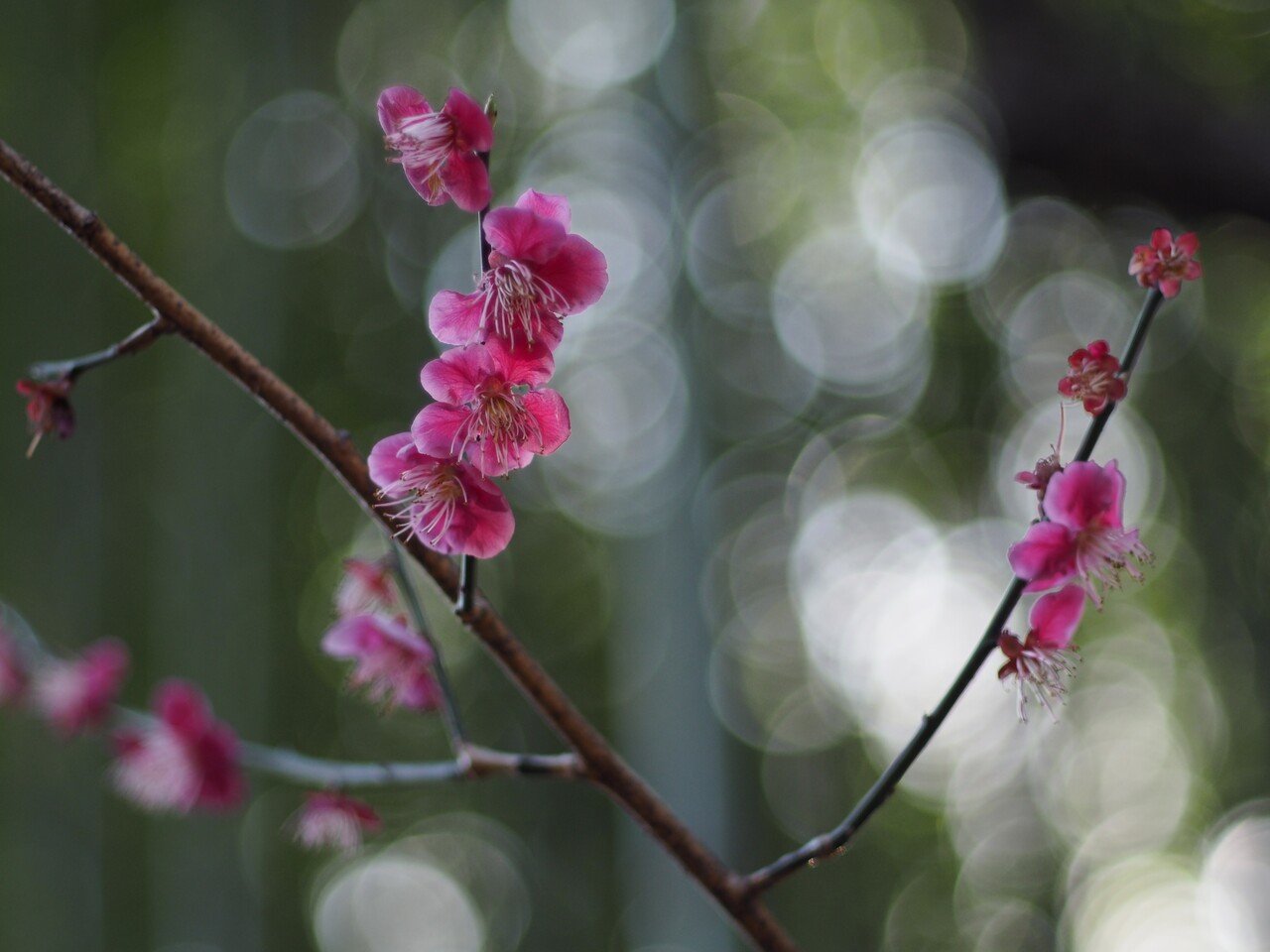 Fujinonレンズで Bubble-Bokeh写真を撮る！｜torikago