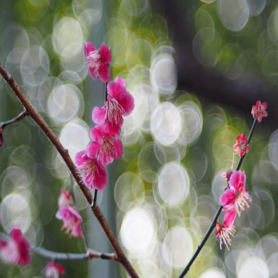 Fujinonレンズで Bubble-Bokeh写真を撮る！｜torikago