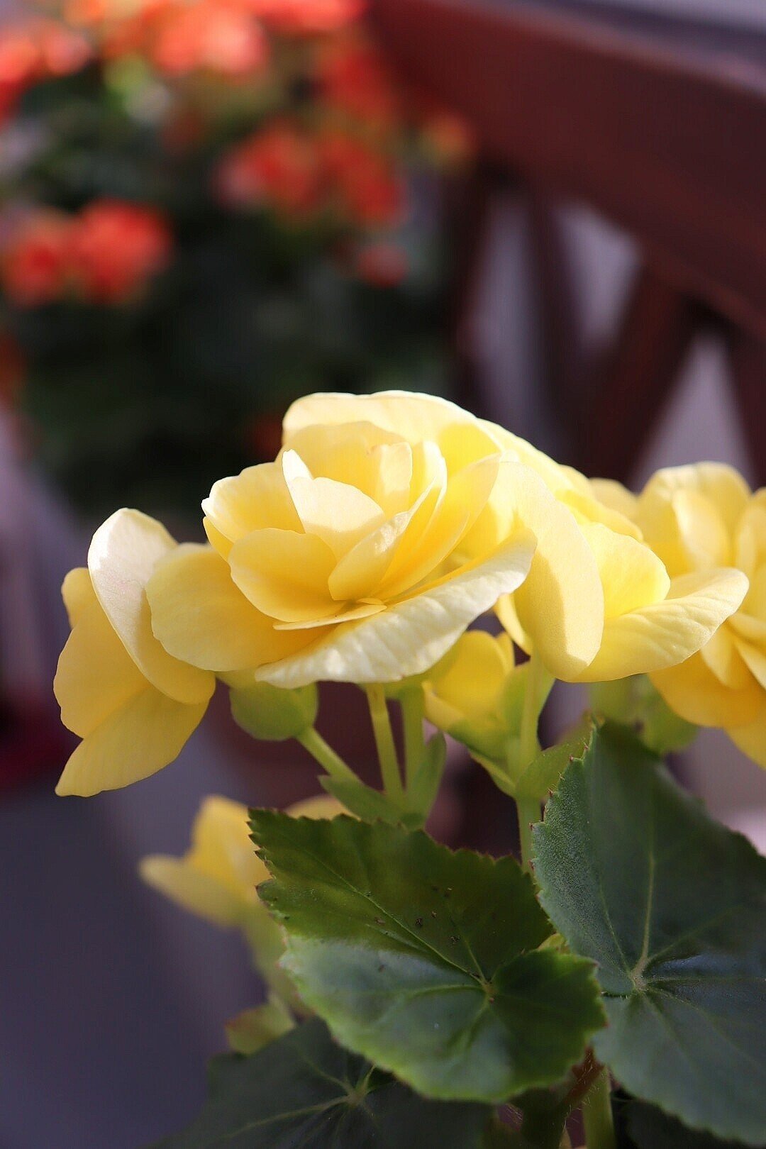 ベゴニア ひら Note