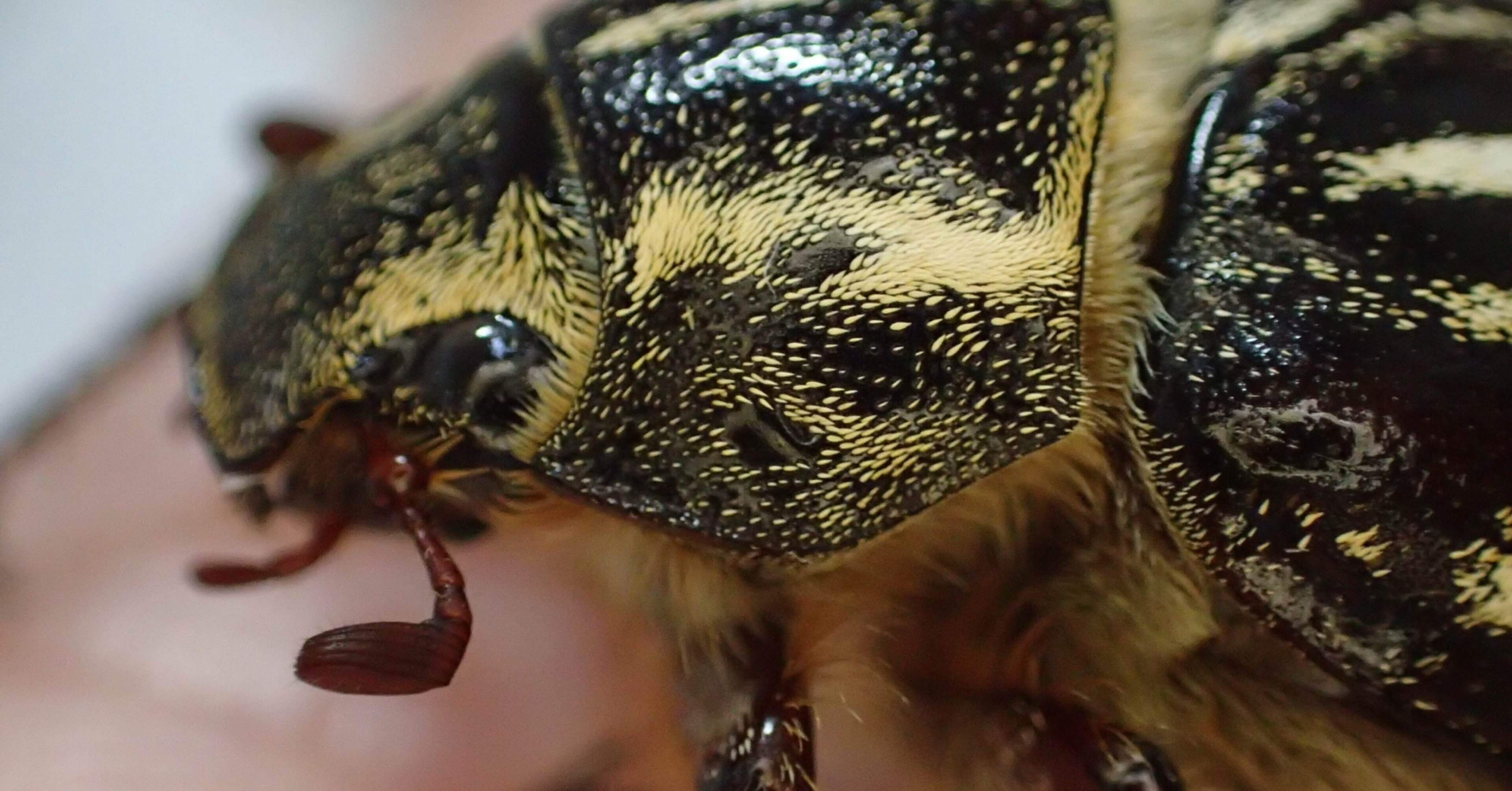 シロスジコガネ Polyphylla（Granida）albolineata｜まごたろう
