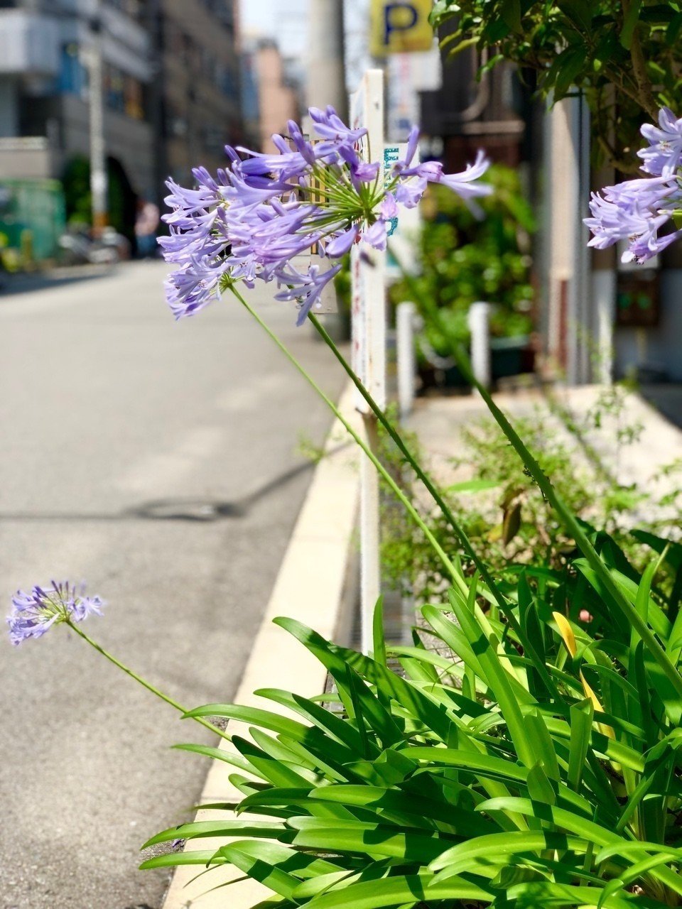 花と器 2 アガパンサスと紫陽花 カナエナカ Note