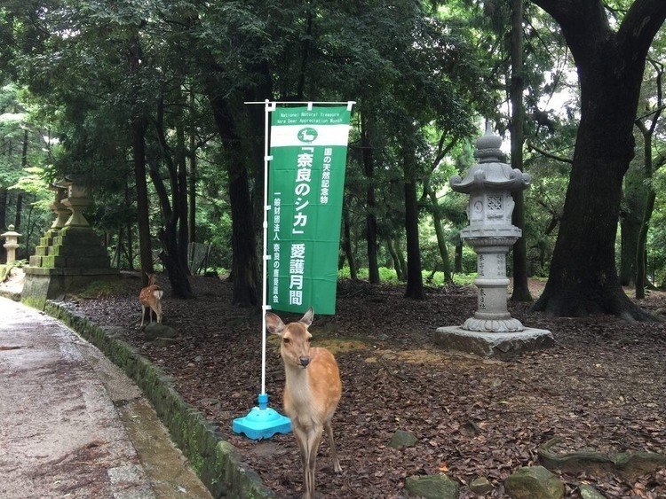奈良の鹿愛護月間です🦌