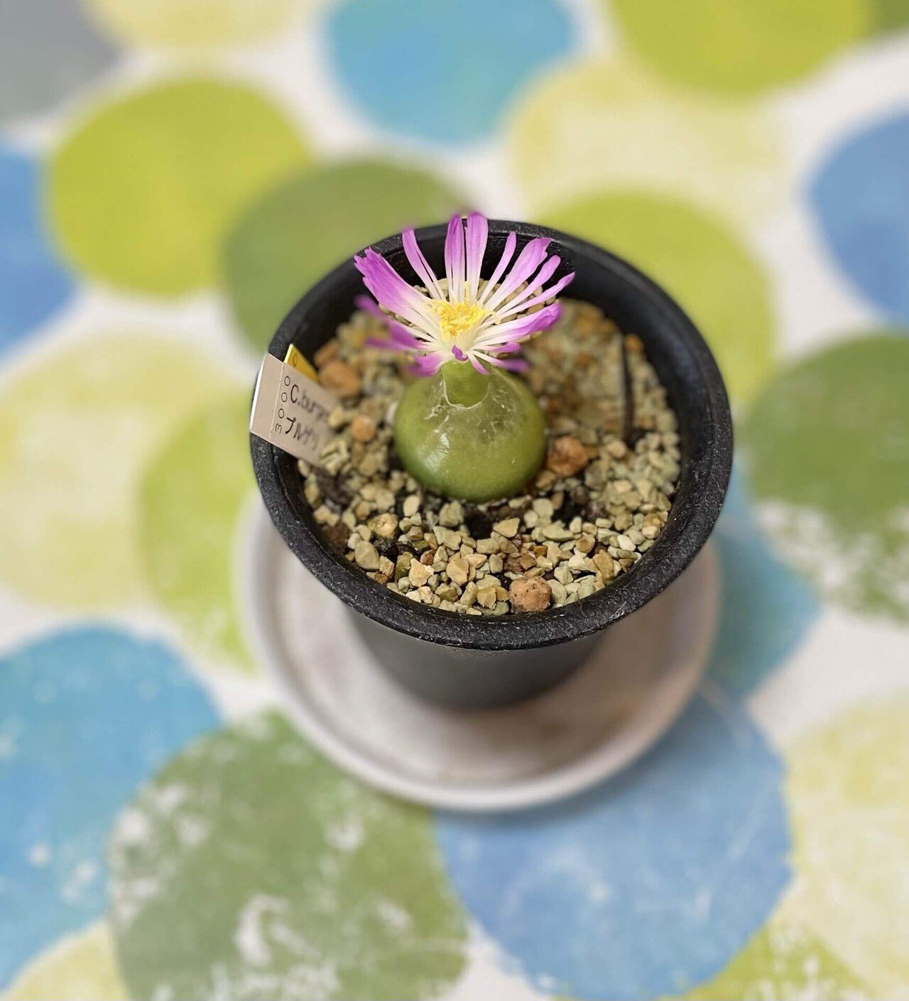 □burgeri ブルゲリ 実生苗 【多肉植物 Conophytum コノフィツム】