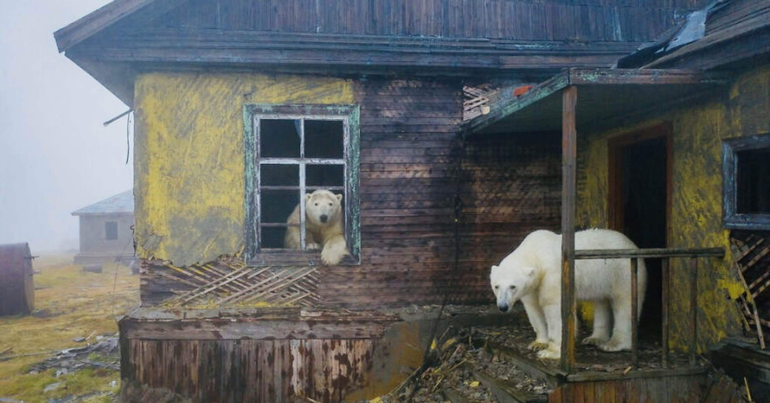 無人島の廃墟に棲むホッキョクグマ ノリノリ Note