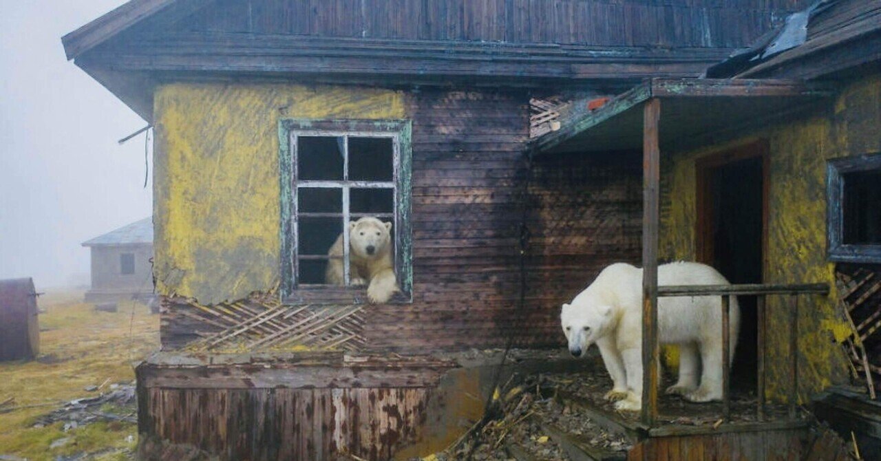 クマ猫と廃墟 クマ猫と廃墟