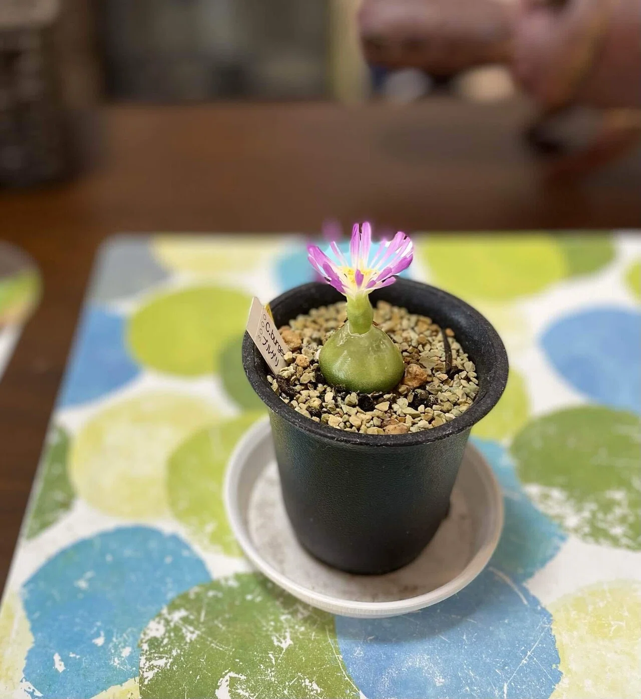 植物紹介】コノフィツム・ブルゲリ②｜如月朔