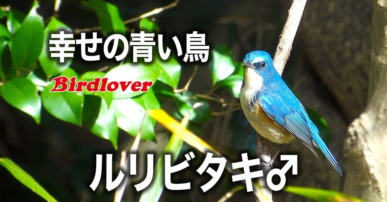 幸せの青い鳥・ルリビタキ｜Birdlover