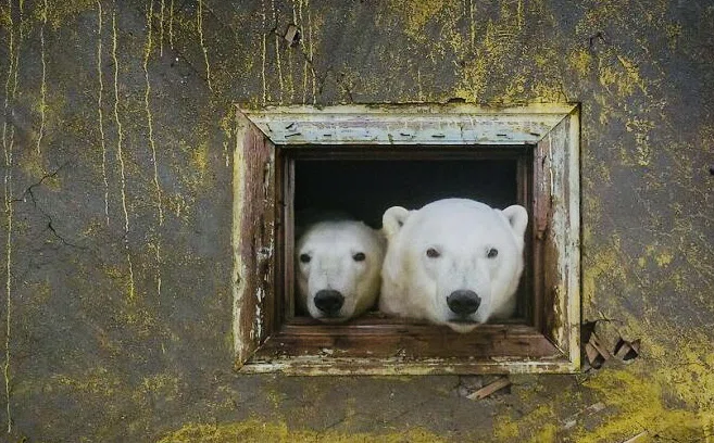クマ猫と廃墟 【公式通販】