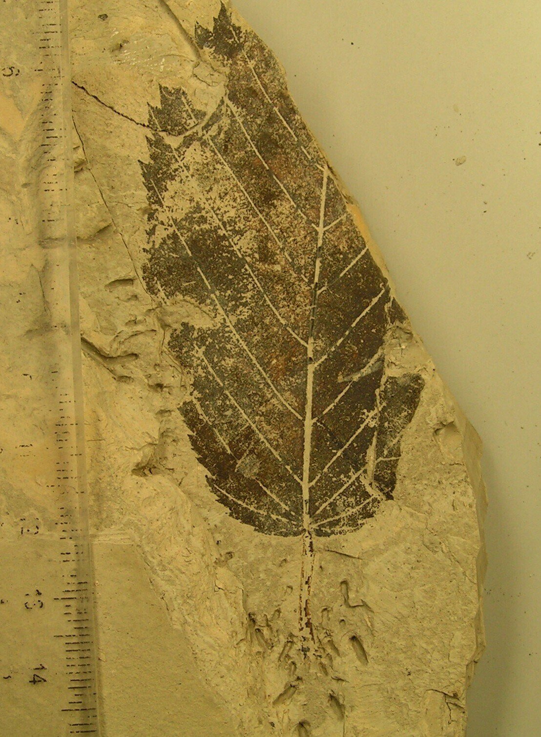 木の葉化石10：ムカシチドリノキAcer subcarpinifolium