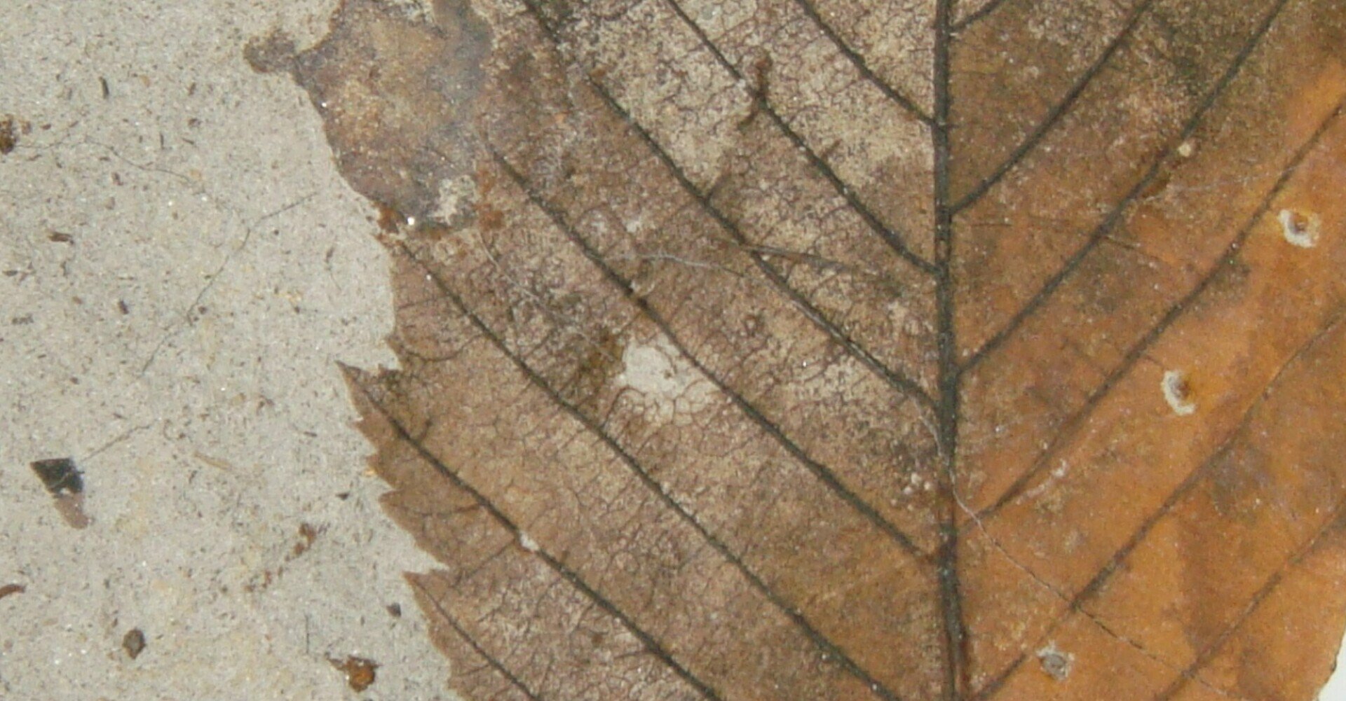 木の葉化石10：ムカシチドリノキAcer subcarpinifolium