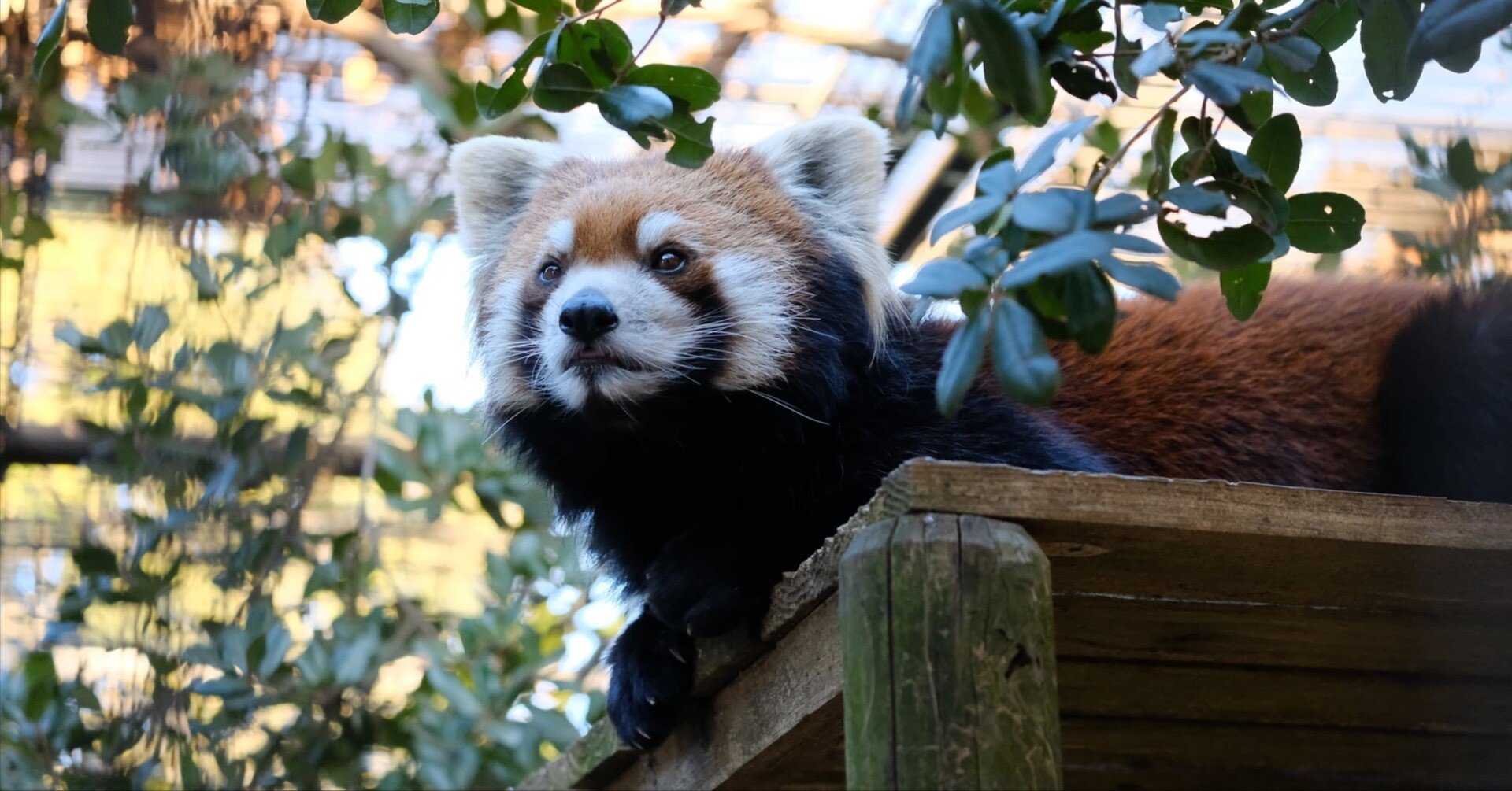 驚きの価格 レッサーパンダ様専用ページ en-dining.co.jp