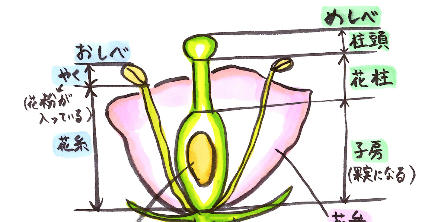 中学理科001 花のつくりについて 理子 雑談女塾 そふとめん Note 中学理科001 花のつくりについて 理子 雑談女塾 そふとめん Note