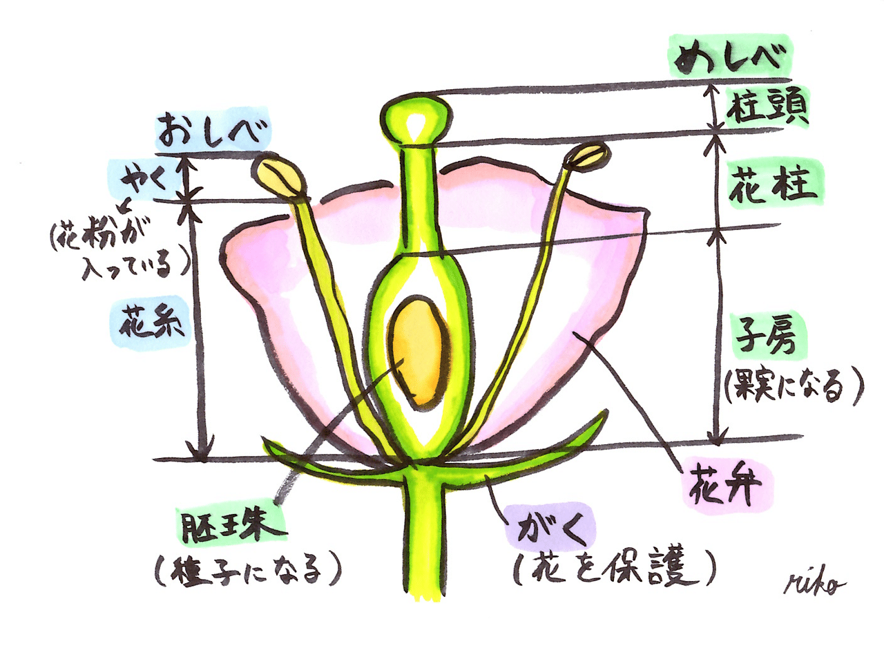 中学理科001 花のつくりについて 理子 雑談女塾 そふとめん Note