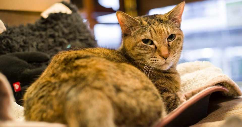 ねこねこ日本史 コンペイトウ書房 そにし けんじ 本 通販 Amazon