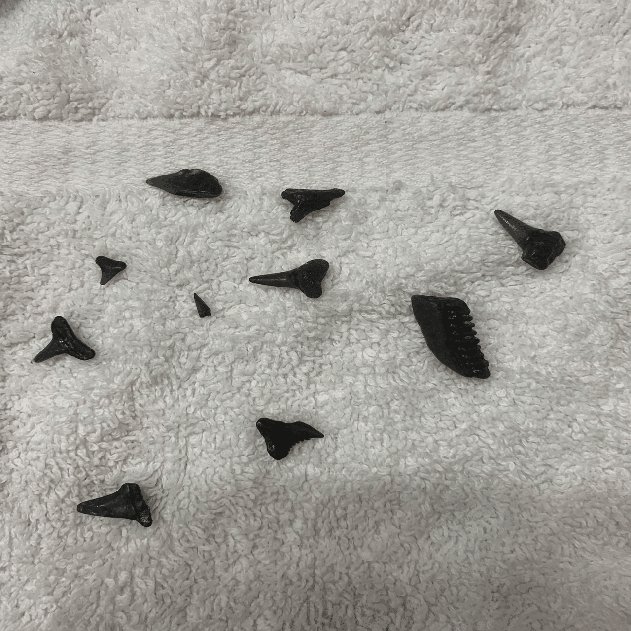 南フロリダの太陽を追いかけて ②サメの歯の化石が採取できる奇跡の