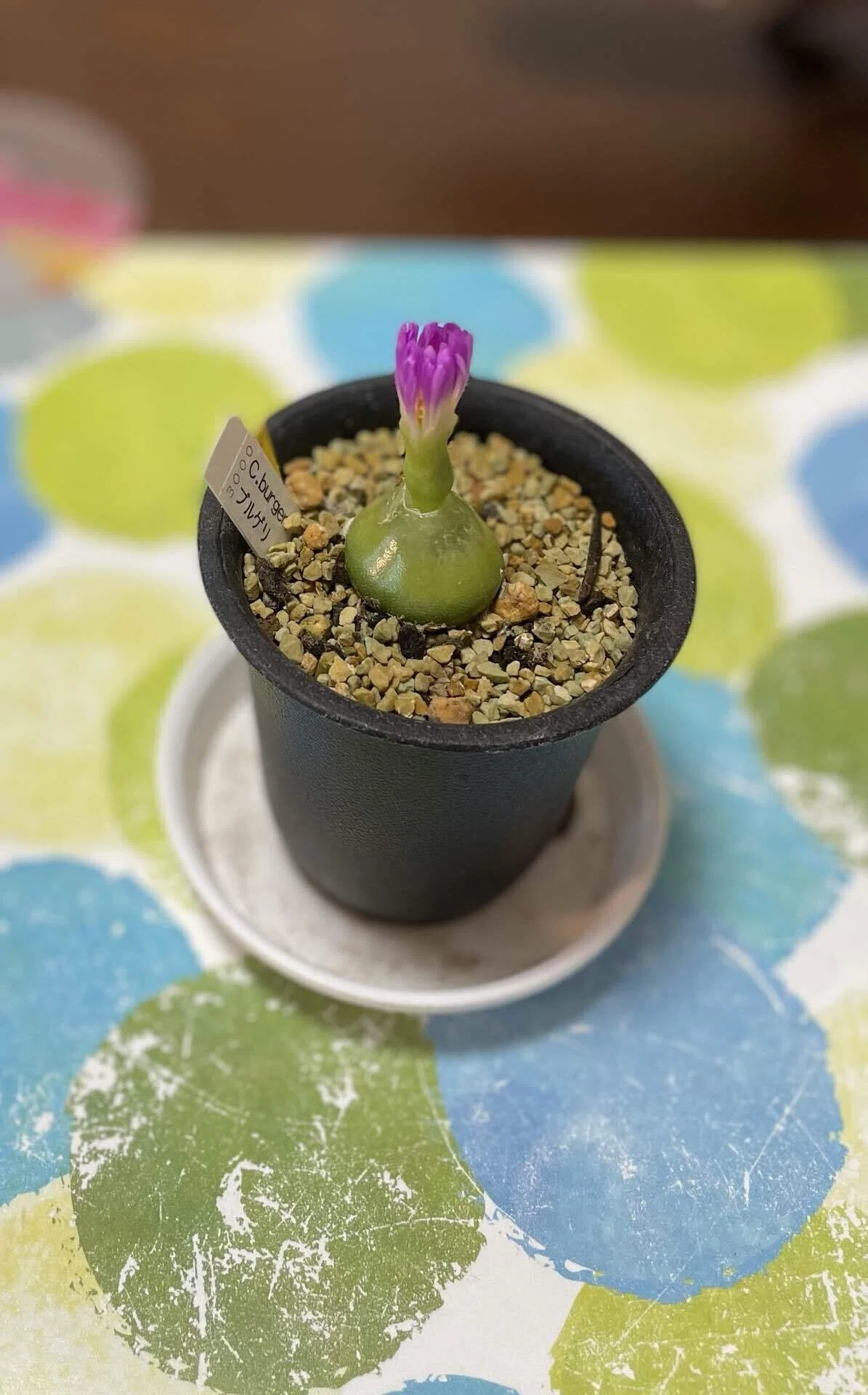 植物紹介】コノフィツム・ブルゲリ②｜如月朔