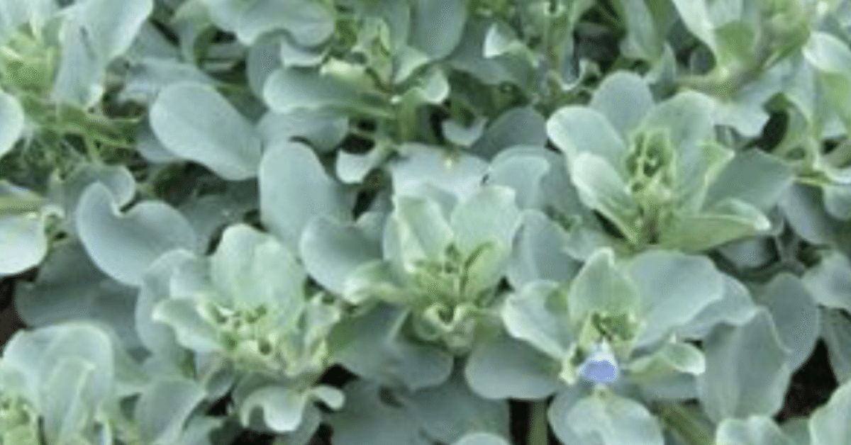 メルテンシア　マリティマ　オイスターリーフ 野菜　無農薬　牡蠣の味　カット100 楽天市場】メルテンシア マリティマ : おぎはら植物園
