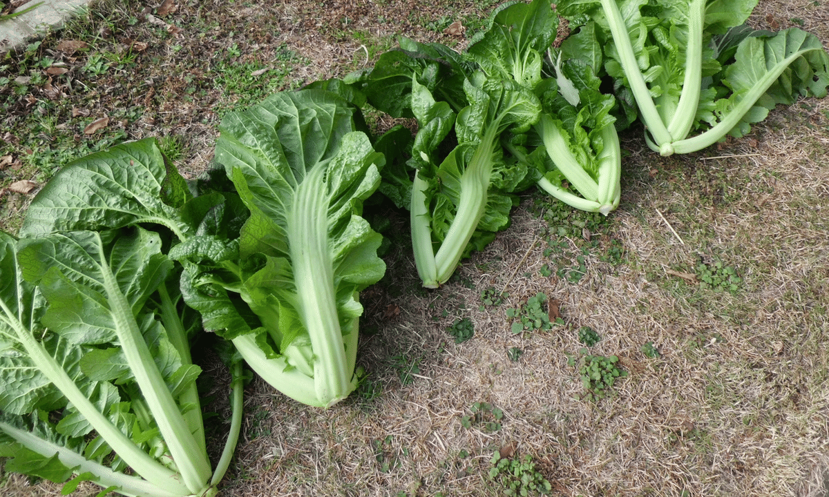 収穫した高菜