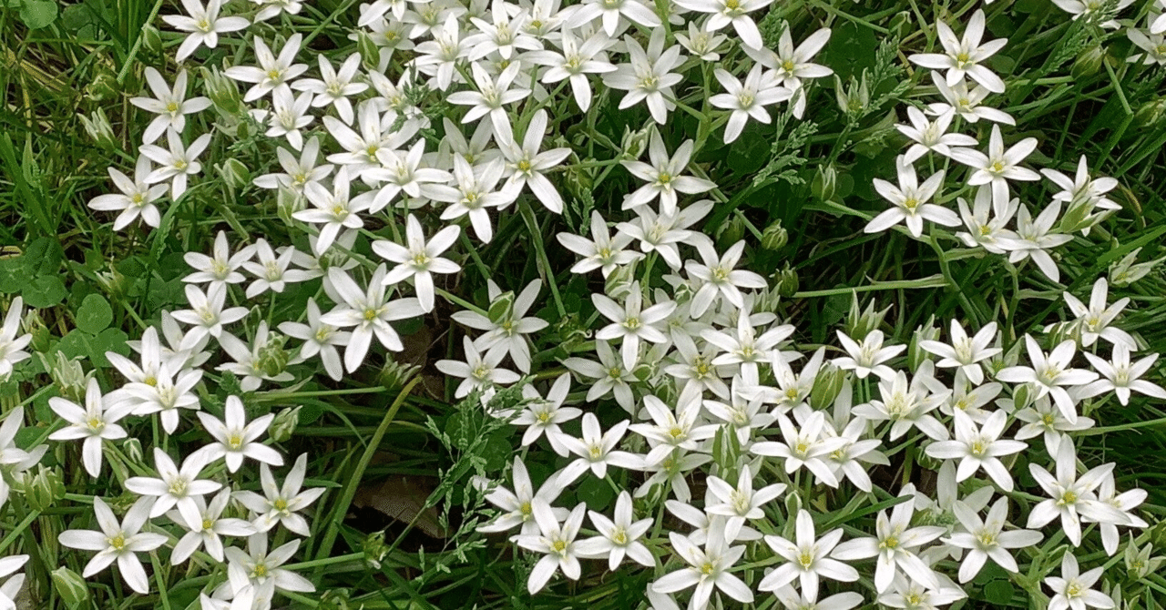 スターオブベツレヘム の新着タグ記事一覧 Note つくる つながる とどける スターオブベツレヘム の新着タグ記事一覧 Note つくる つながる とどける