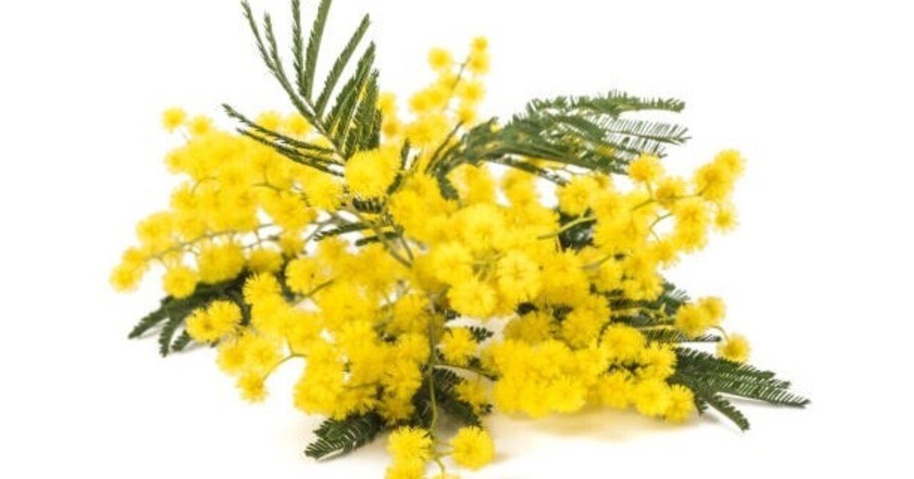 超有名な事典に ミモザの花は薄紫色って Kan Note