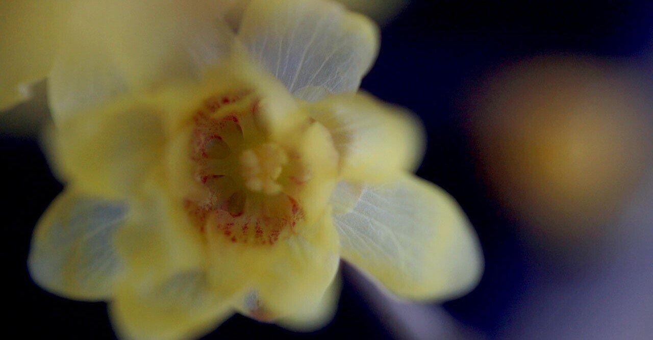 オーガニックの花が咲かせる しあわせのお話 柿内未央 Note