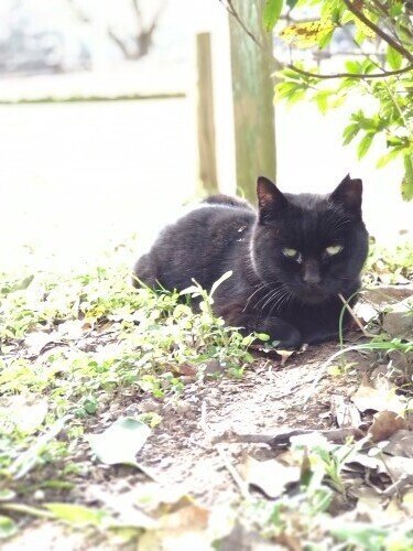 サクラ猫
