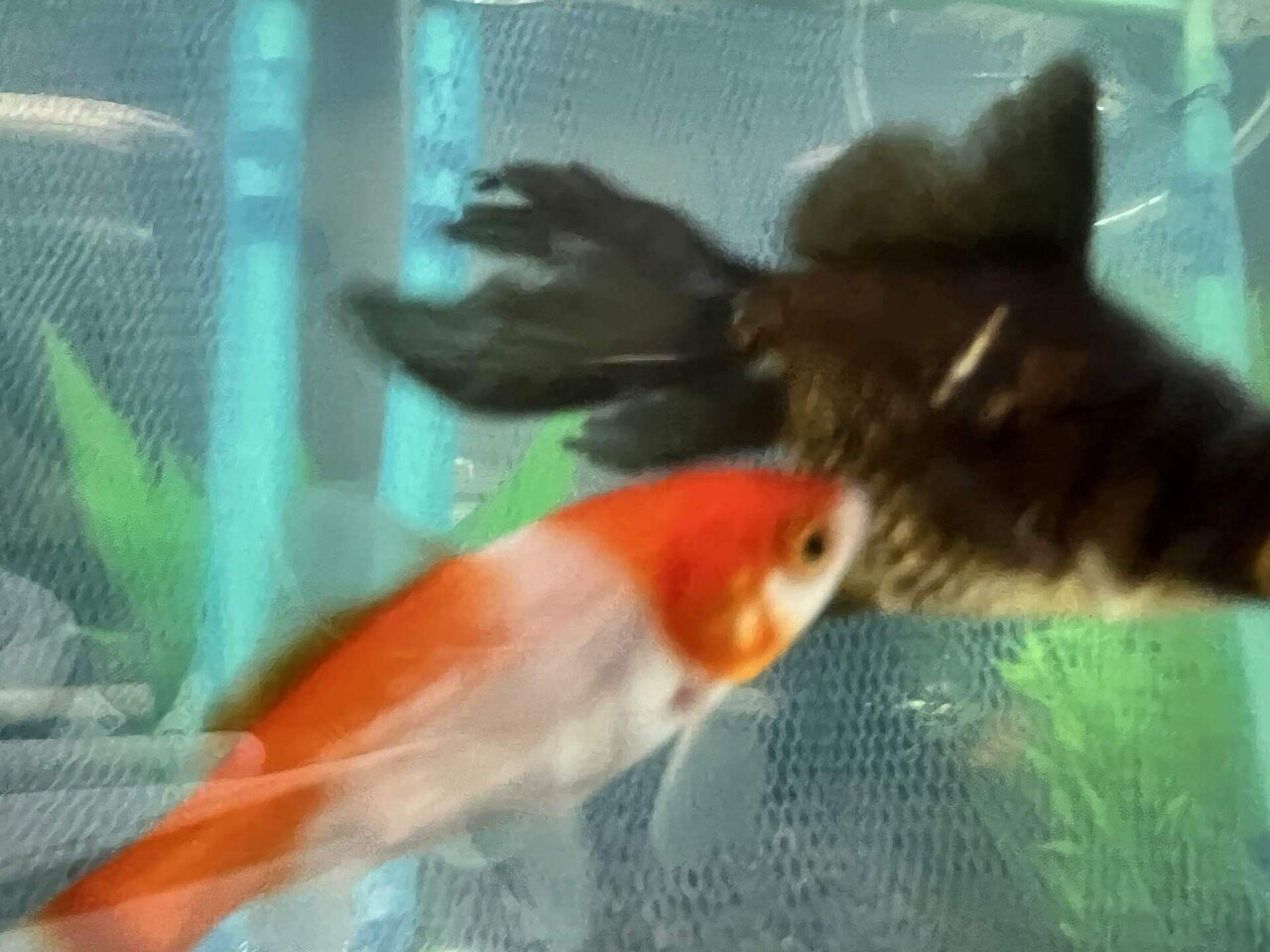 水カビ病綺麗になってきた Mer Note 水カビ病綺麗になってきた Mer Note